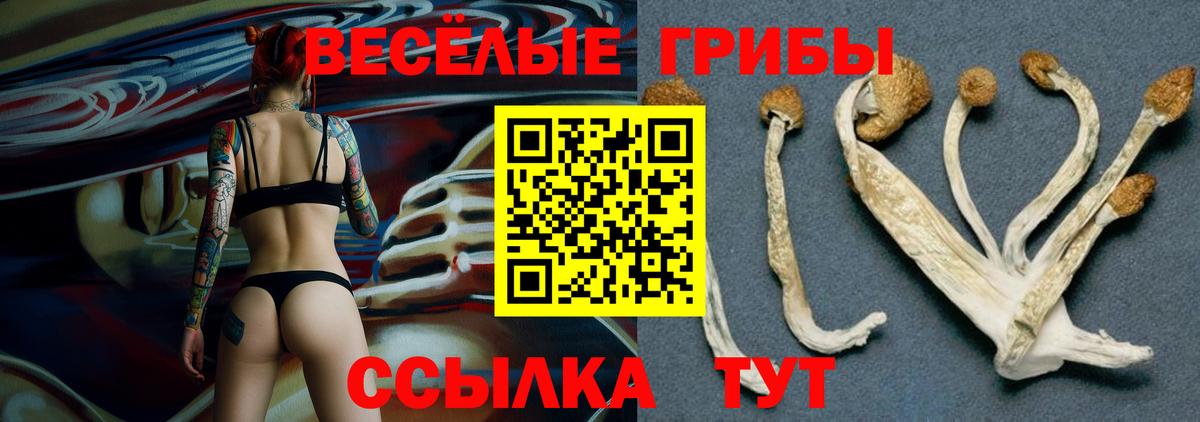 Псилоцибиновые грибы Psilocybe Чусовой